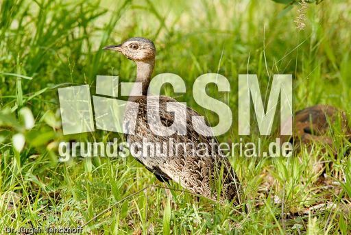 Schwarzbauchtrappe (5 von 5).jpg